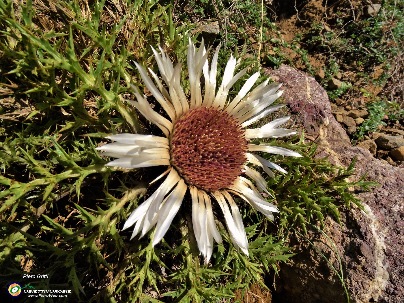 14 Carlina acaulis (Carlina bianca) in piena fioritura.JPG